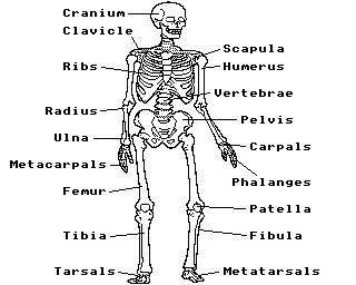 Anatomy Skeleton Quiz